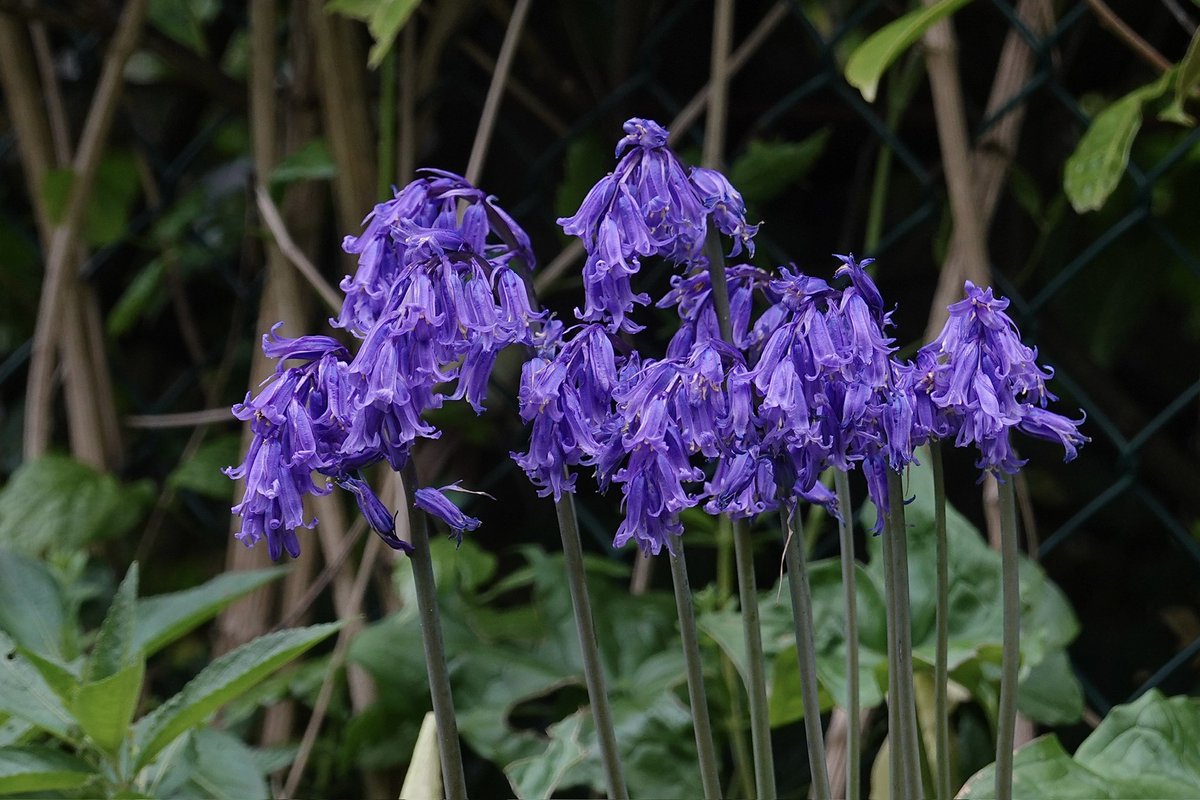 border70's tweet image. A lovely spring in Hampshire.