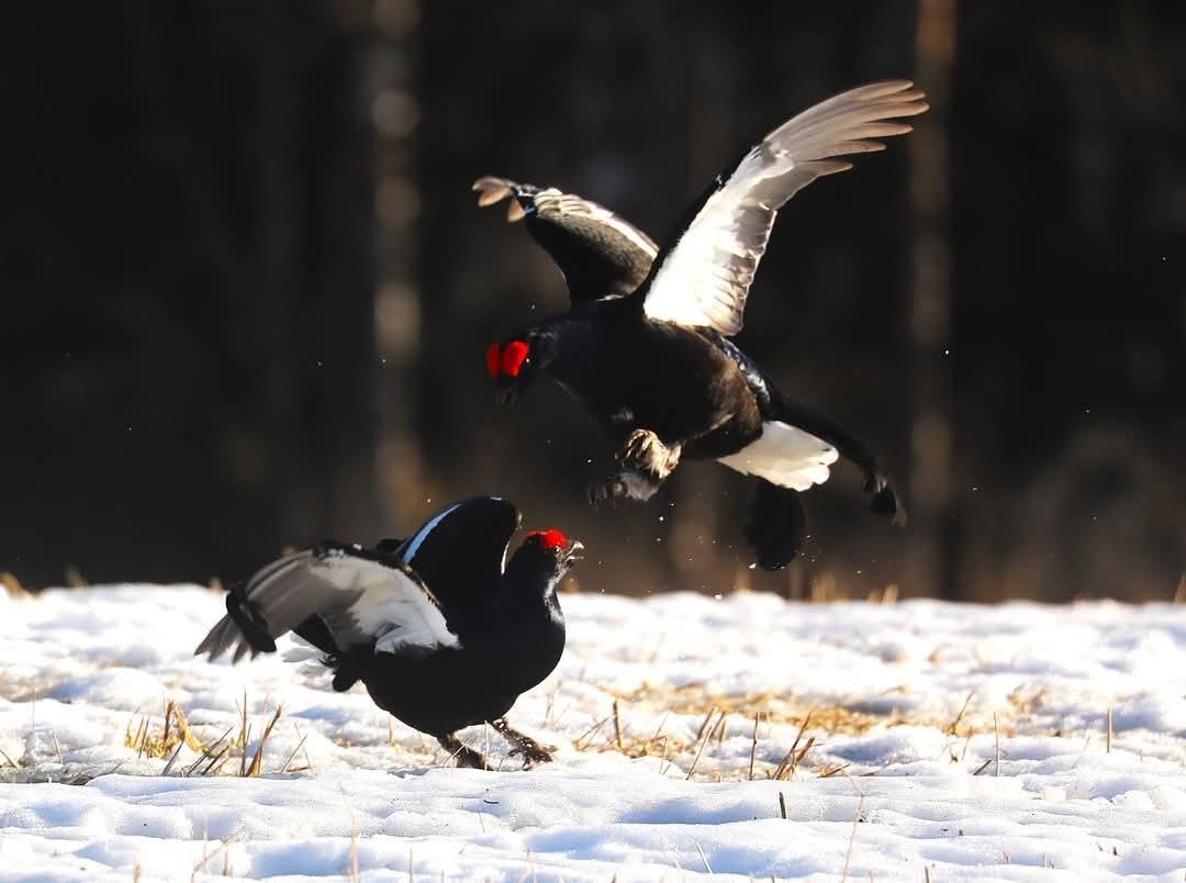 Wat een activiteit om 6 uur in de ochtend maar wel mooi om te zien