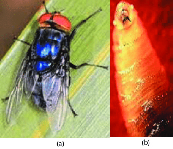¿Qué es la miasis y por qué la del gusano barrenador es tan peligrosa?

La miasis es una infestación provocada por larvas de ciertas especies de moscas que invaden tejidos vivos o muertos de animales, incluyendo humanos.

En términos simples: larvas que crecen dentro del cuerpo.