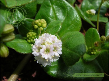 DecorHtd's tweet photo. Boerhavia repens L., known as spreading hogweed, is a creeping perennial herb in the Nyctaginaceae family. Native to tropical regions, it thrives in sandy soils and is used in traditional medicine. #AncientHealing, #SelfHealing, #AlternativeHealing. https://t.co/fVPKbmMRVa
