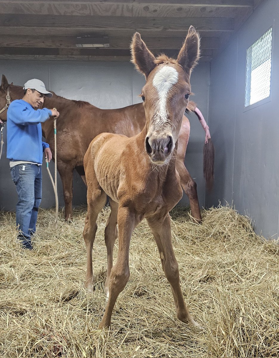 Endeavor Farm KY (@endeavorfarmky) on Twitter photo Swear By It started off the morning on a high note welcoming this beautiful Oscar Performance filly. Congratulations to Circle Bar H on the new addition! #foalsof2025 #thoroughbred #MondayMood #redheadsrule #oscarperformance <a href="/millridgefarm/">Mill Ridge Farm</a> Swear By It started off the morning on a high note welcoming this beautiful Oscar Performance filly. Congratulations to Circle Bar H on the new addition! #foalsof2025 #thoroughbred #MondayMood #redheadsrule #oscarperformance <a href="/millridgefarm/">Mill Ridge Farm</a>