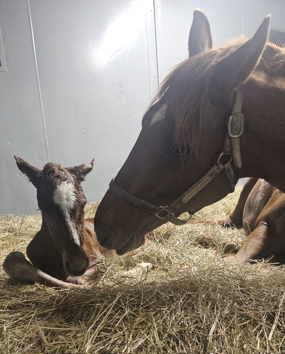 endeavorfarmky's tweet photo. Swear By It started off the morning on a high note welcoming this beautiful Oscar Performance filly. Congratulations to Circle Bar H on the new addition! #foalsof2025 #thoroughbred #MondayMood #redheadsrule #oscarperformance @millridgefarm https://t.co/xN1BAtvRvp