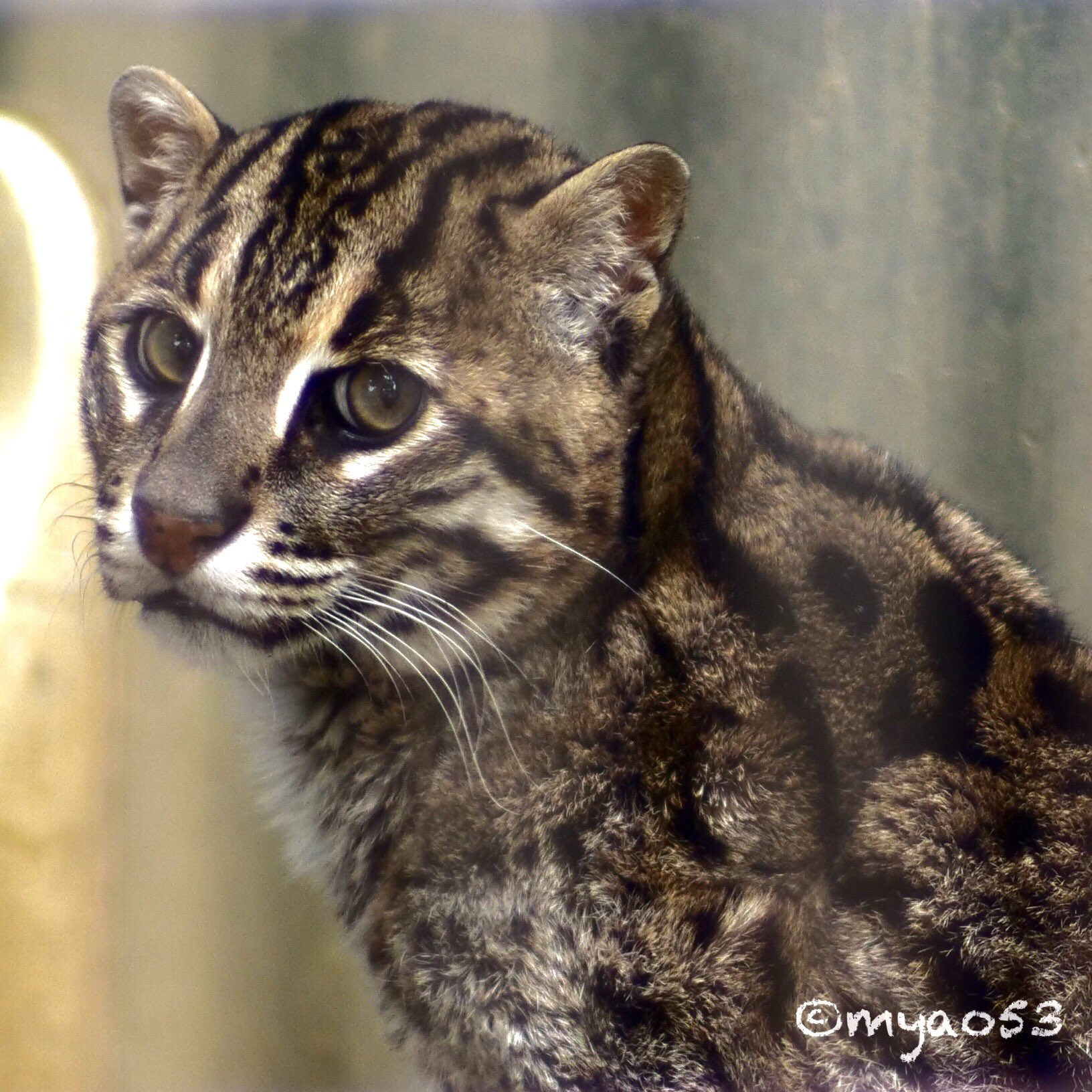 myao53 (@myao53) / X