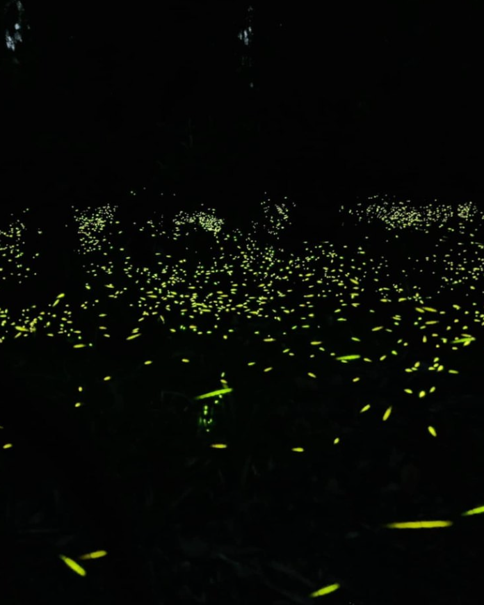 FLStateParksFdn's tweet image. Think fireflies don’t live in Florida? Think again! ✨ With 50+ species, our state parks like Blue Spring, Highlands Hammock &amp;amp; Torreya light up from April–summer. Head out at dusk &amp;amp; catch the magic glow of the Real Florida. 🌌 #FloridaStateParks #FireflySeason