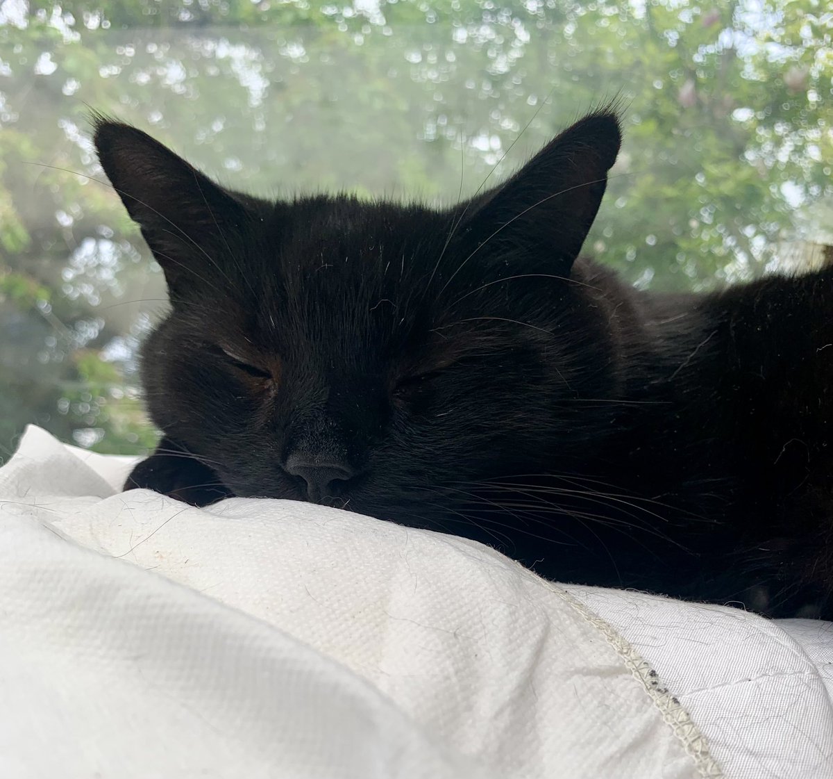 Not actually our cat 🐈‍⬛ 🙄

This is Tommy and he’s uber chilled in our conservatory this afternoon 😀