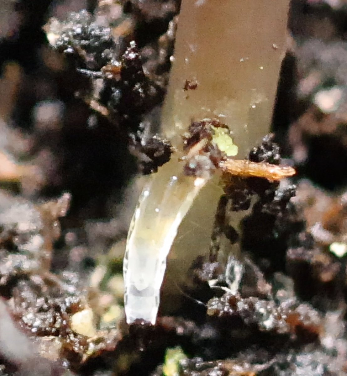 A photo of a fungas gnat larva emerging from a seedling to spin silk.  Full video on IG account. The seedling did not survive. #superlemonhaze #kushcookies #triplescoop #34streetseedco #cannaculture #plantsaremedicine #highsociety #cannabiscommunity #weedlife #fungusgnatlarvae