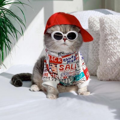 huy ngáo tweet media