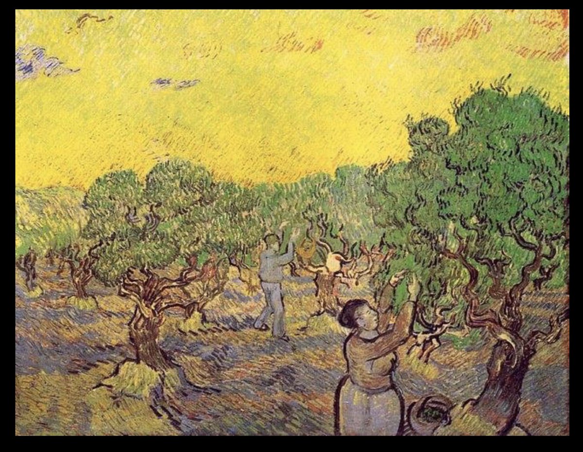 #VanGogh's late-landscapes are bathed in the warmth of southern Provence. He captured the harvest of olives under abundant sunlight in paintings made in 1890. The ever-present golden glow of the sky says it all.