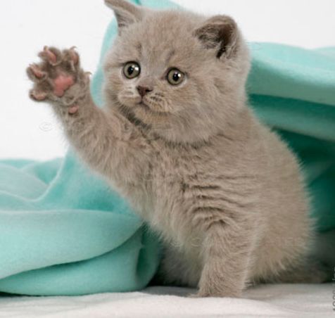 FremontHumane tweet media