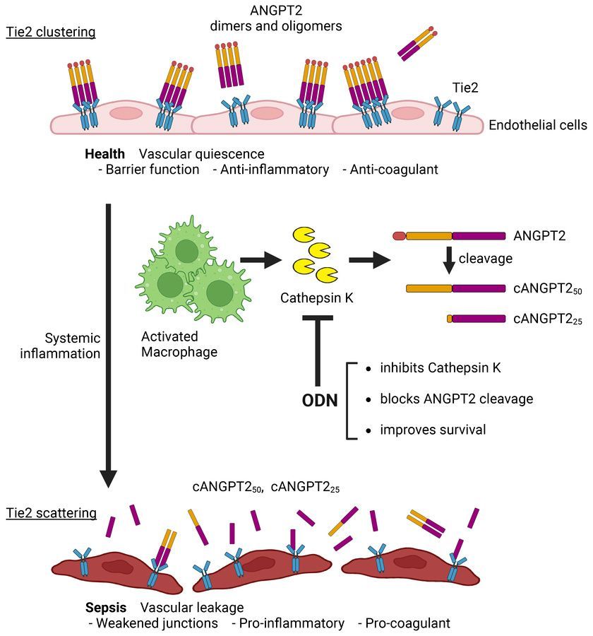 ASCI (@the_asci) on Twitter photo A candidate marker and therapeutic target in sepsis!
ASCI member <a href="/samirparikhmd/">Samir M. Parikh</a> & team show cathepsin K cleavage of angiopoietin-2 produces detrimental Tie2 antagonist fragments in sepsis and inhibition of cathepsin K with odanacatib improved survival in sepsis models: A candidate marker and therapeutic target in sepsis!
ASCI member <a href="/samirparikhmd/">Samir M. Parikh</a> & team show cathepsin K cleavage of angiopoietin-2 produces detrimental Tie2 antagonist fragments in sepsis and inhibition of cathepsin K with odanacatib improved survival in sepsis models: