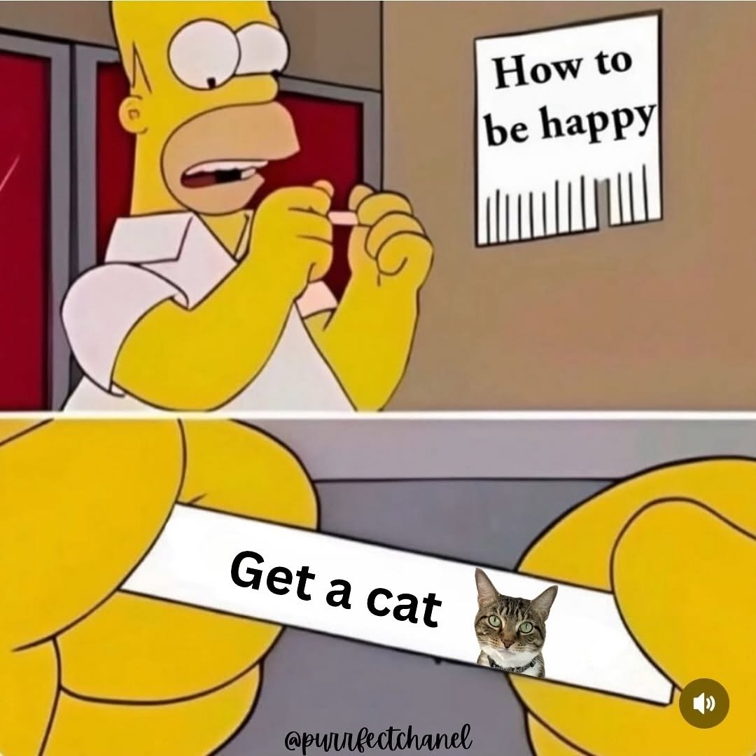 cats with powerful impression 🐾 tweet media