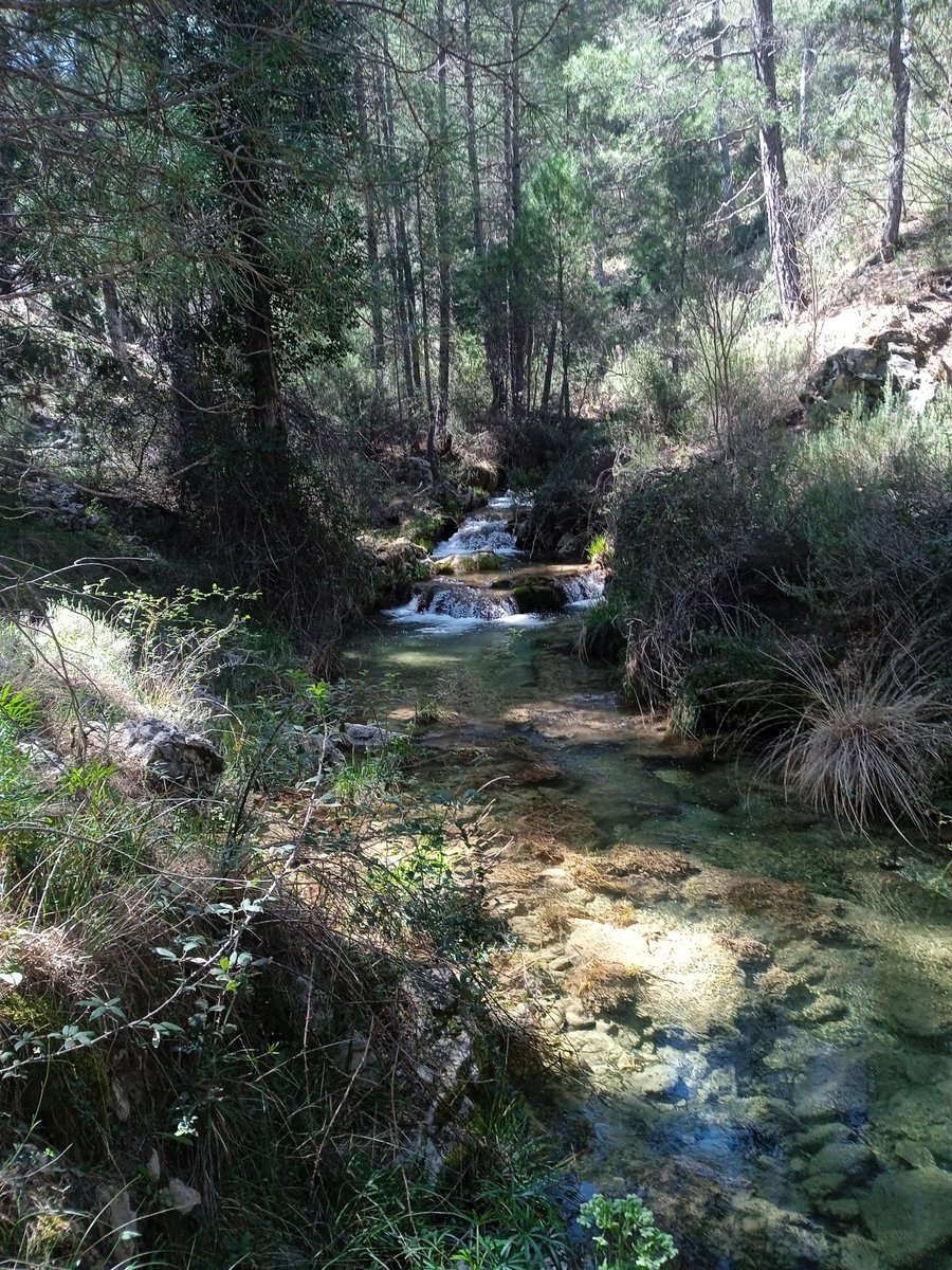 La_Carrasca's tweet image. 🏞¡Ya tenemos lista nuestra próxima ruta montañera!
Esta vez nos desplazamos a Pozo Alcón (Jaén) para recorrer la espectacular sierra del Pozo, antesala de la famosa sierra de Cazorla, pero con paisajes igual de impresionantes y mucho menos transitados.
#LaCarrasca #Lorca