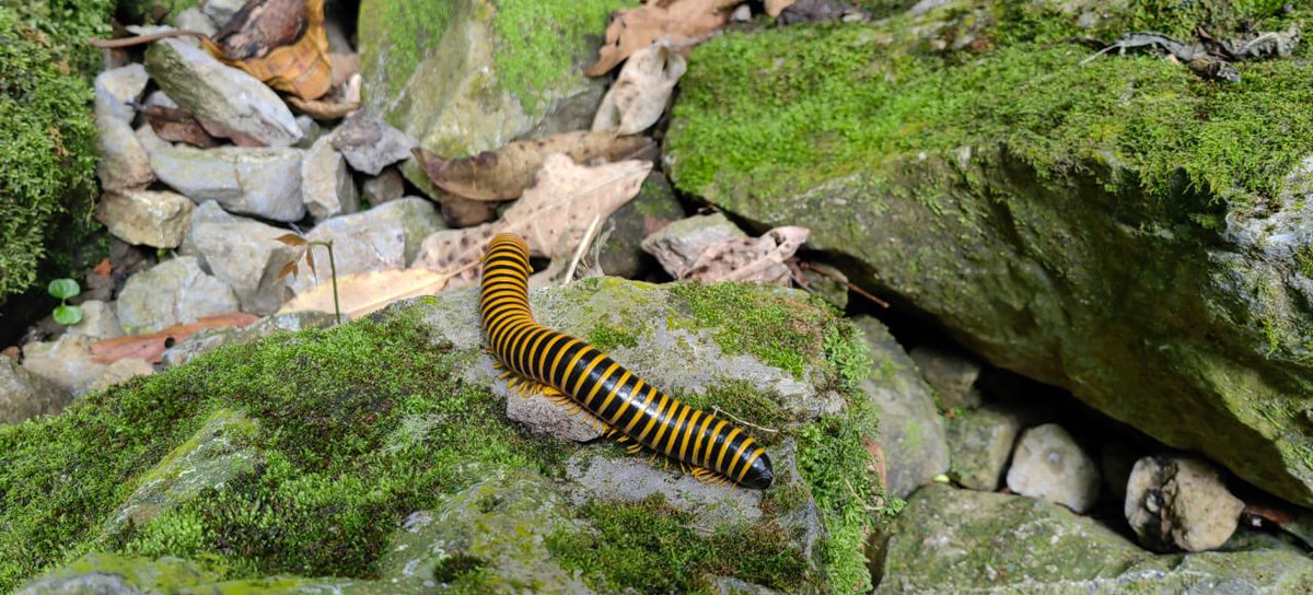 Carlos Lasso (@classoalcala) on Twitter photo Ciempiés y Milpies “cavernícolas” de Colombia: más de 20 especies asociadas, incluyendo una troglobia (Galvis-Jiménez et al.). Pronto en: 📕 Biodiversidad cavernícola de Colombia. Gracias <a href="/U_ElBosque/">Universidad El Bosque</a> <a href="/inst_humboldt/">Instituto Humboldt</a> <a href="/espeleocol/">Asociación Espeleológica Colombiana - ESPELEOCOL</a> Ciempiés y Milpies “cavernícolas” de Colombia: más de 20 especies asociadas, incluyendo una troglobia (Galvis-Jiménez et al.). Pronto en: 📕 Biodiversidad cavernícola de Colombia. Gracias <a href="/U_ElBosque/">Universidad El Bosque</a> <a href="/inst_humboldt/">Instituto Humboldt</a> <a href="/espeleocol/">Asociación Espeleológica Colombiana - ESPELEOCOL</a>