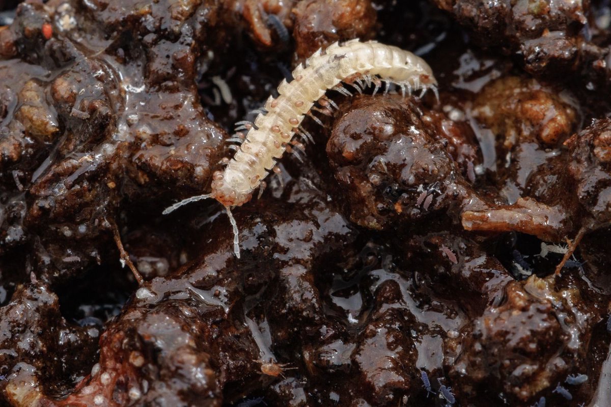 Carlos Lasso tweet media