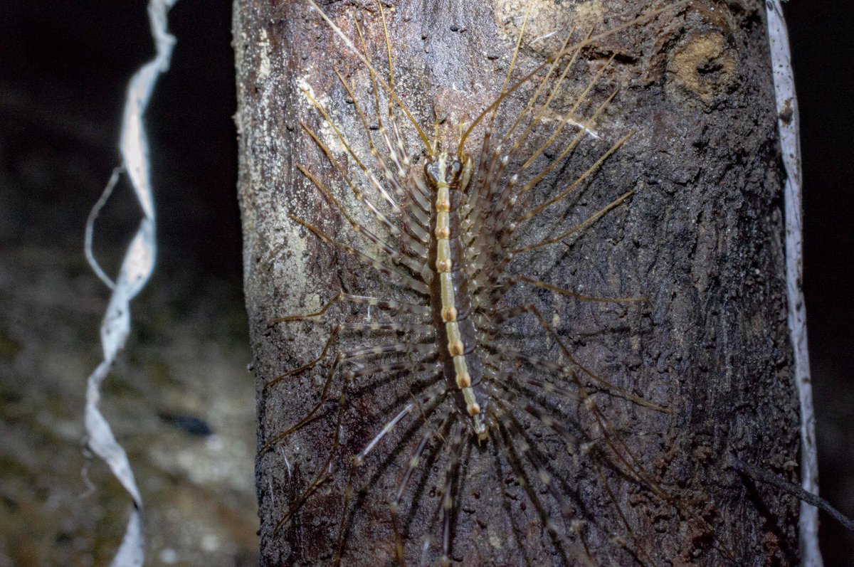 Carlos Lasso tweet media