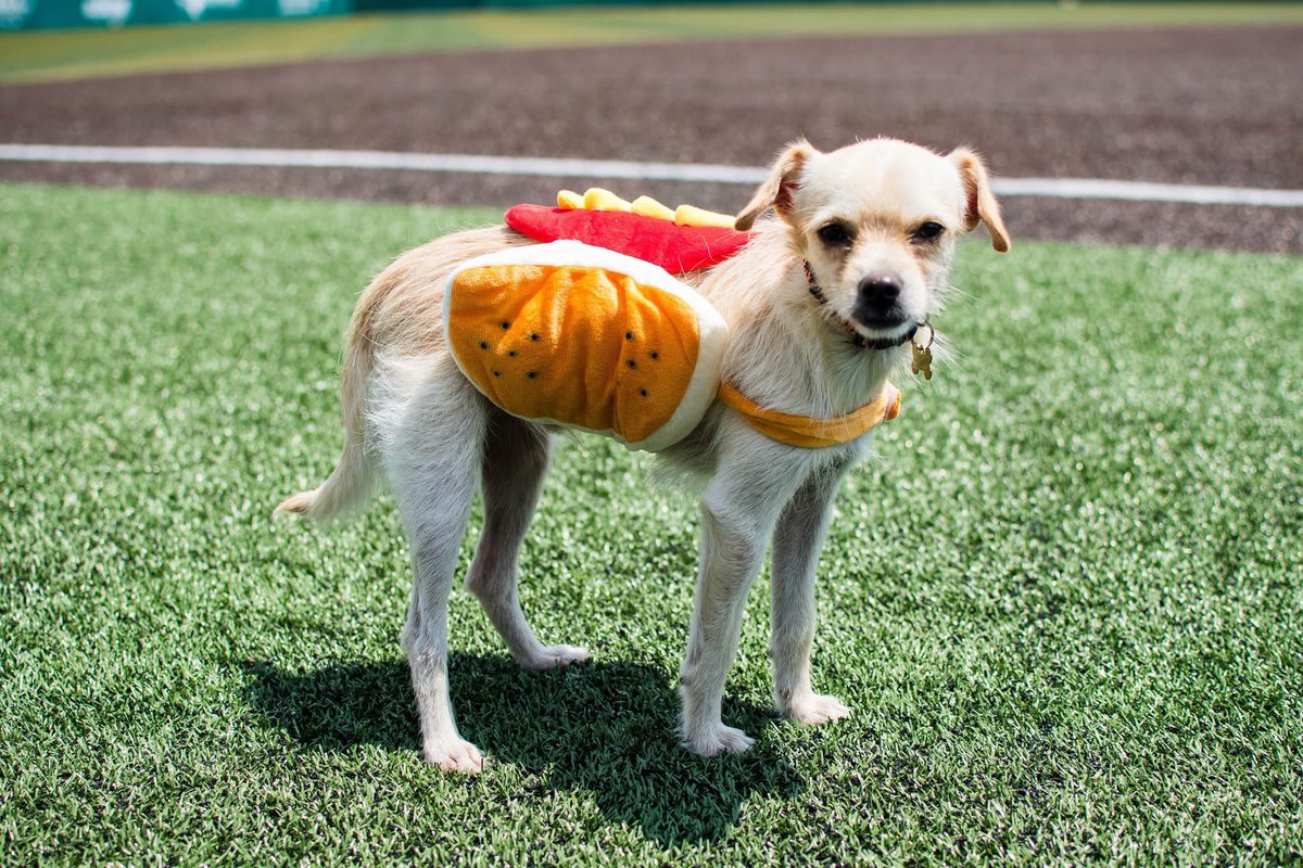 CRRBaseball's tweet photo. What's better than a Bark in the Park Night? Having dogs at EVERY game! 🐶 That's right! We're a 100% dog-friendly ballpark!

🎟https://t.co/oNSp3kM6MD

#AllAboard | #railroaderbaseball https://t.co/bE8RiRkjDV
