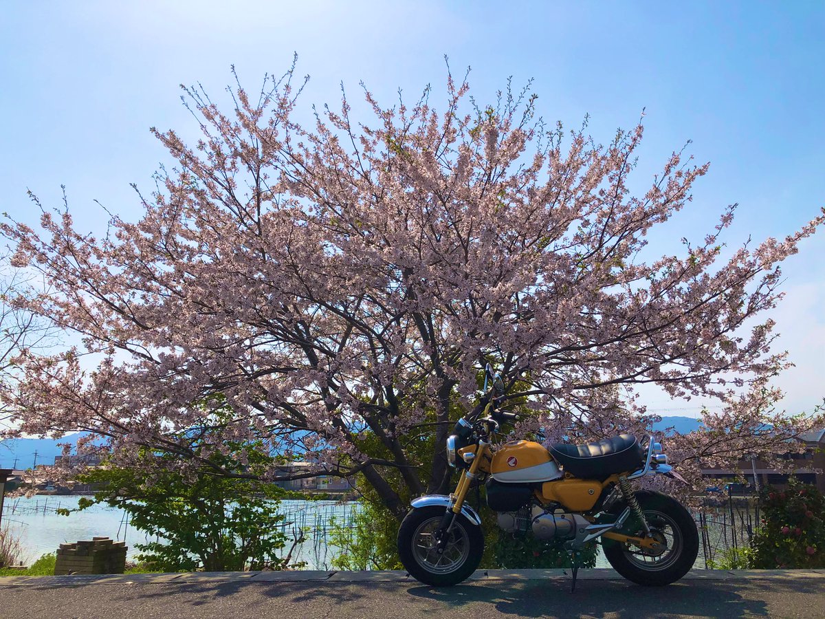 shinavani's tweet photo. 琵琶湖に
亀山市に
月ヶ瀬温泉。

楽しんでんなぁ〜私🙃

#monkey125 https://t.co/T0HWIZAMPm