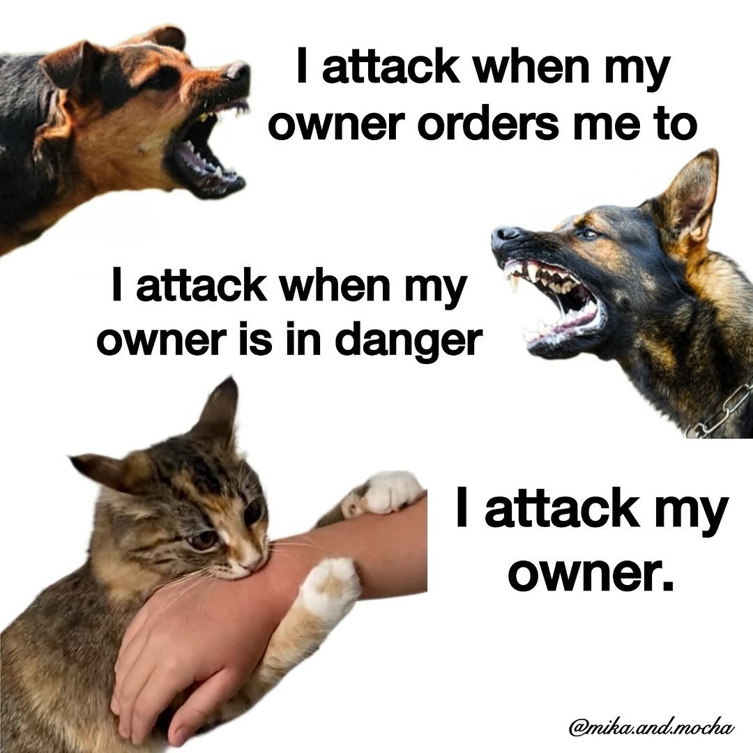 catsareblessing's tweet photo. https://t.co/Yirj98ey42