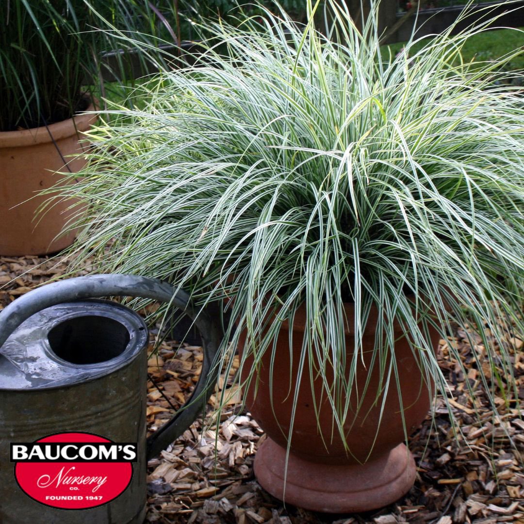 Available Now!
 
Everest from Southern Living Plant Collection is a superb groundcover and container plant with distinctive white striped foliage.

Visit us at baucomsnursery.com for all your WHOLESALE ONLY needs. 
 #everst #plant #southernliving #baucomsnursery