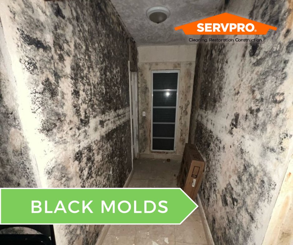 Black mold is more than just unsightly—it’s a serious health hazard. 🦠🛑 At SERVPRO, we specialize in safe and effective black mold remediation to protect your home and your health. Don’t wait—call the pros today!