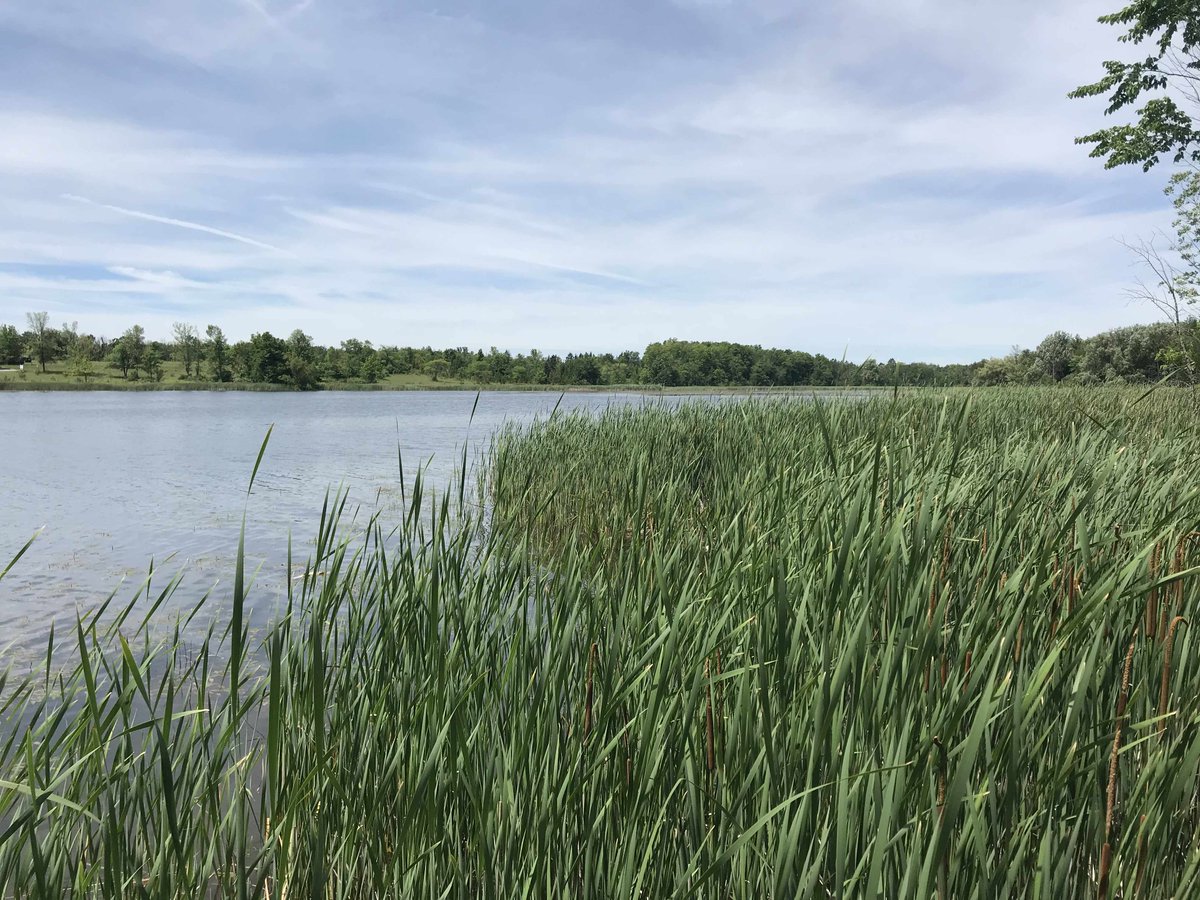 Protecting Valens Lake – Community Info Night!
HCA is hosting a free info session and community event at Valens Community Centre! Learn about local invasive species, water quality initiatives, and how you can get involved in conservation efforts right in your own backyard.
