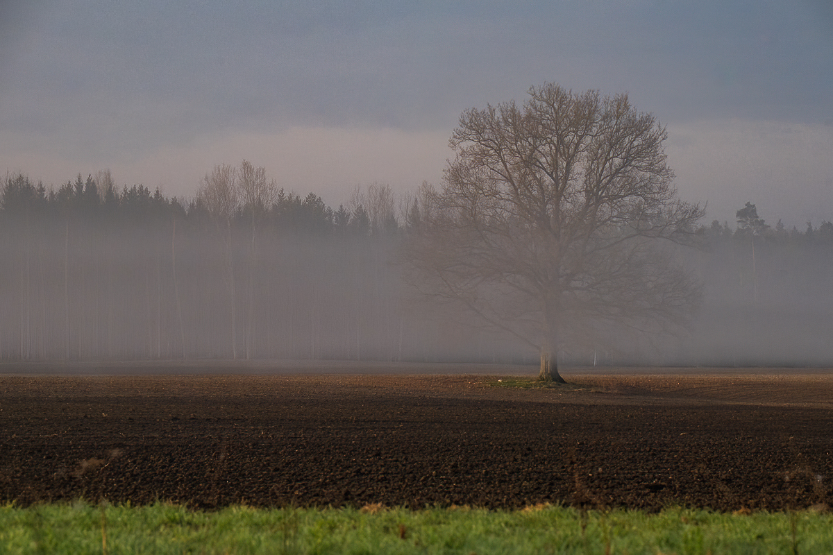 Neatceros, kad būtu fotografējis miglu aprīlī. Ir vērts piecelties agrāk. Kalnu apkārtne, Saldus novads.