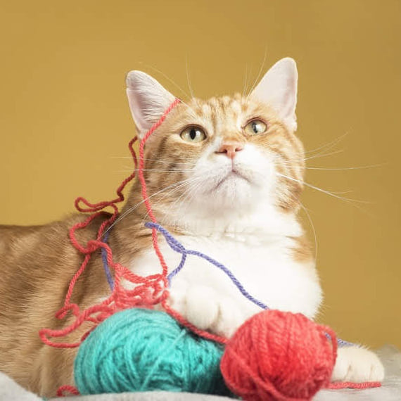 FaunaenCasa's tweet image. Este es Duende 🐱🧶 un guapete #gatito de 8 años que se coló en una 🏠 y ya no se quiso ir.
Su ojito izquierdo no estaba bien, tiene queratitis eosinofílica, una #EnfermedadCrónica, pero ya está bien y es un buenazo.
#Adopta en @AXLAMADRID en #Madrid +info bit.ly/2Qj2byd