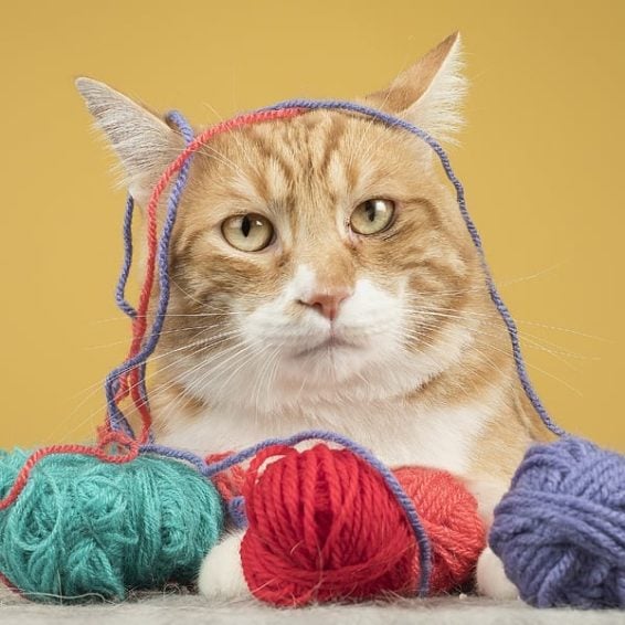 FaunaenCasa's tweet image. Este es Duende 🐱🧶 un guapete #gatito de 8 años que se coló en una 🏠 y ya no se quiso ir.
Su ojito izquierdo no estaba bien, tiene queratitis eosinofílica, una #EnfermedadCrónica, pero ya está bien y es un buenazo.
#Adopta en @AXLAMADRID en #Madrid +info bit.ly/2Qj2byd