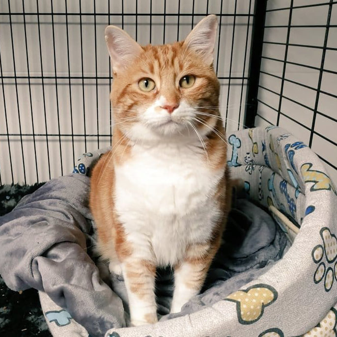 FaunaenCasa's tweet image. Este es Duende 🐱🧶 un guapete #gatito de 8 años que se coló en una 🏠 y ya no se quiso ir.
Su ojito izquierdo no estaba bien, tiene queratitis eosinofílica, una #EnfermedadCrónica, pero ya está bien y es un buenazo.
#Adopta en @AXLAMADRID en #Madrid +info bit.ly/2Qj2byd