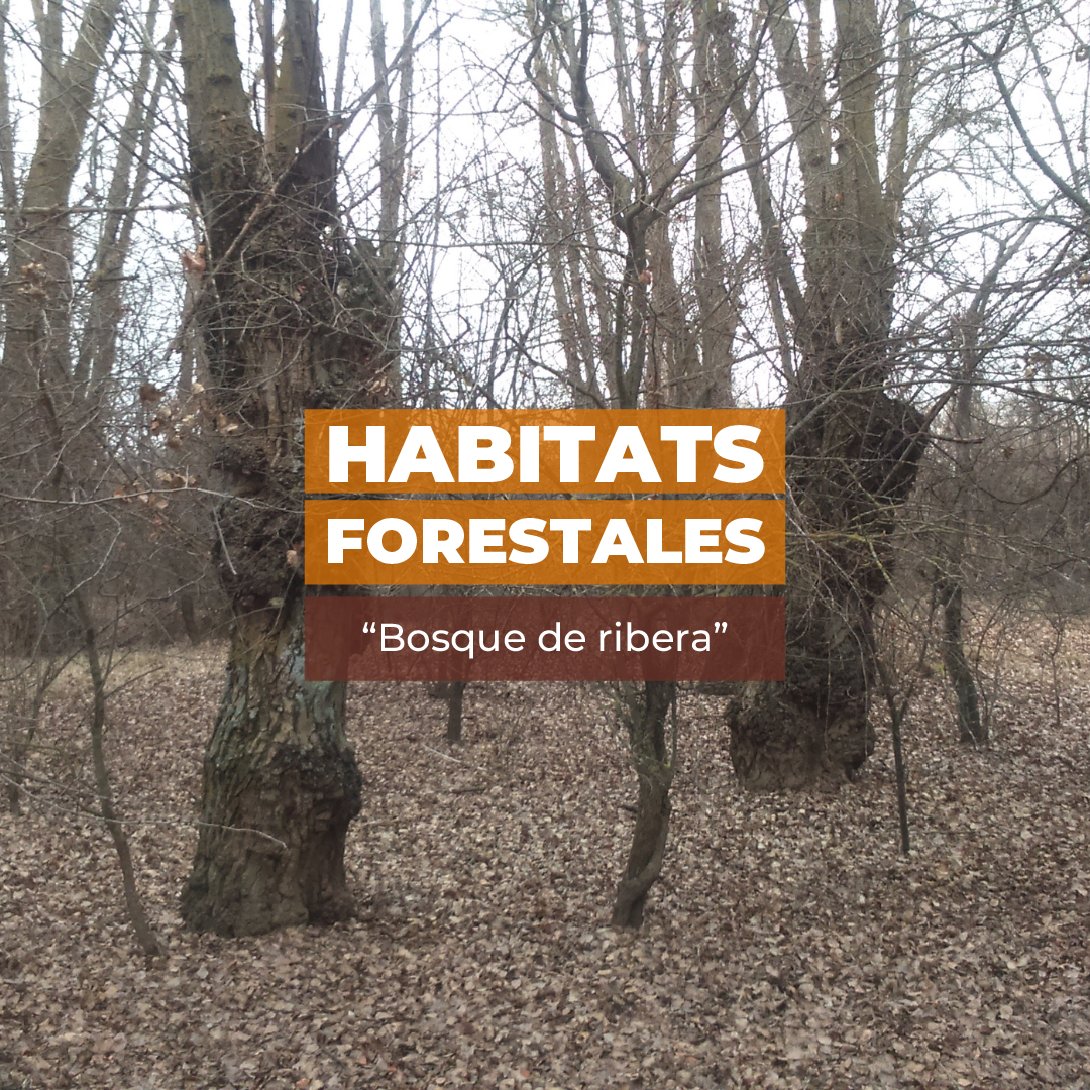 ¿Conoces los #bosques de ribera?

💧Aparecen en ambos lados de los cursos fluviales, en #suelos ácidos y básicos, con alta humedad y nutrientes.

🍂 Su vegetación #caducifolia se adapta a inundaciones periódicas, destacando por su #biodiversidad y la producción de #seta de chopo.