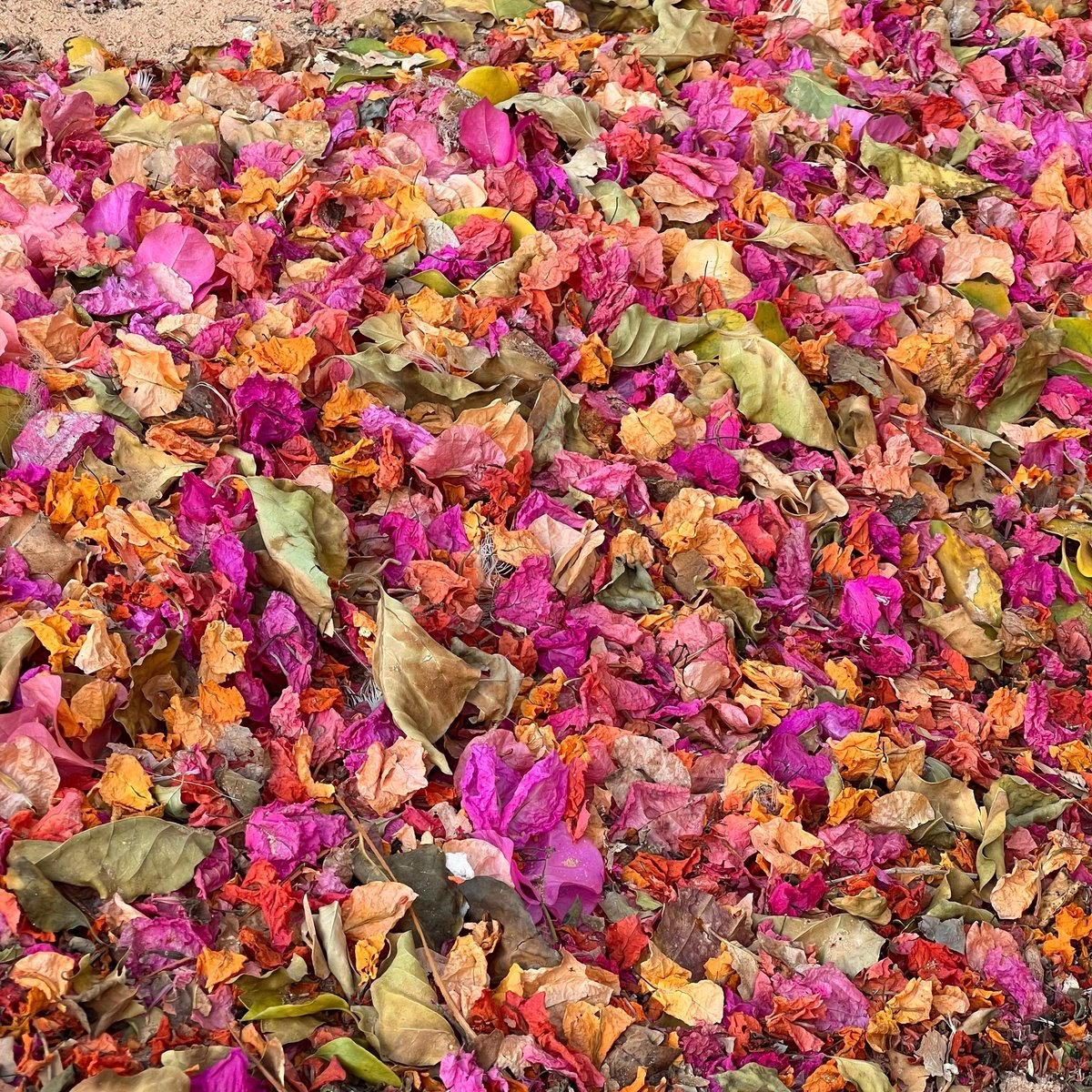 #مساء_الورد 

حـيـنـمـا يـتـسـاقـط الـجـمـال 🍃🎋🍂

#تصويري 📸