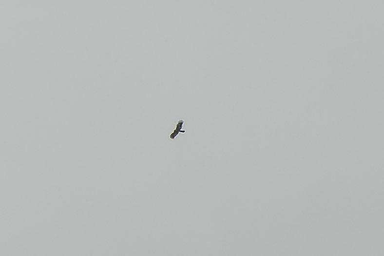 A couple of crap photos from the Glaven Valley towards Bayfield this morning. No detail and not many pixels but it isn’t a Buzzard, Kite or Harrier…