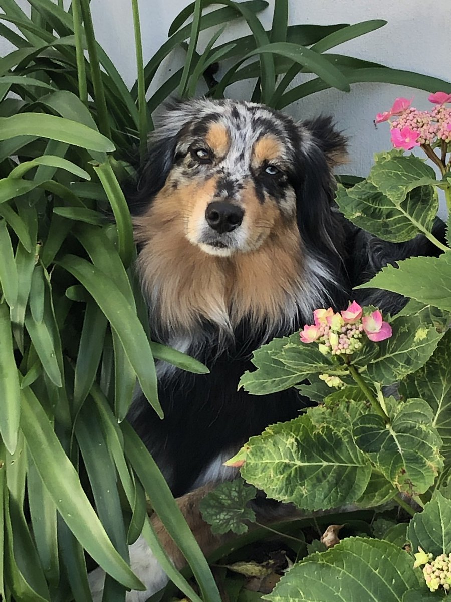 tchoupette_'s tweet photo. @Truffaut Mon hortensias avec monsieur nemo https://t.co/smCQ49bNnp