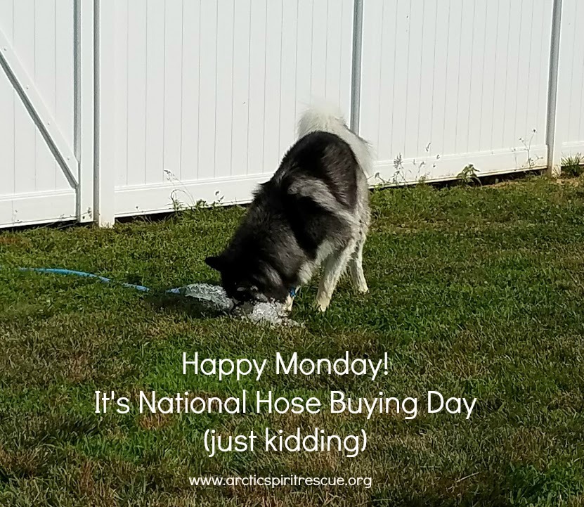 Happy Monday! #rescuedog #malamute #mud