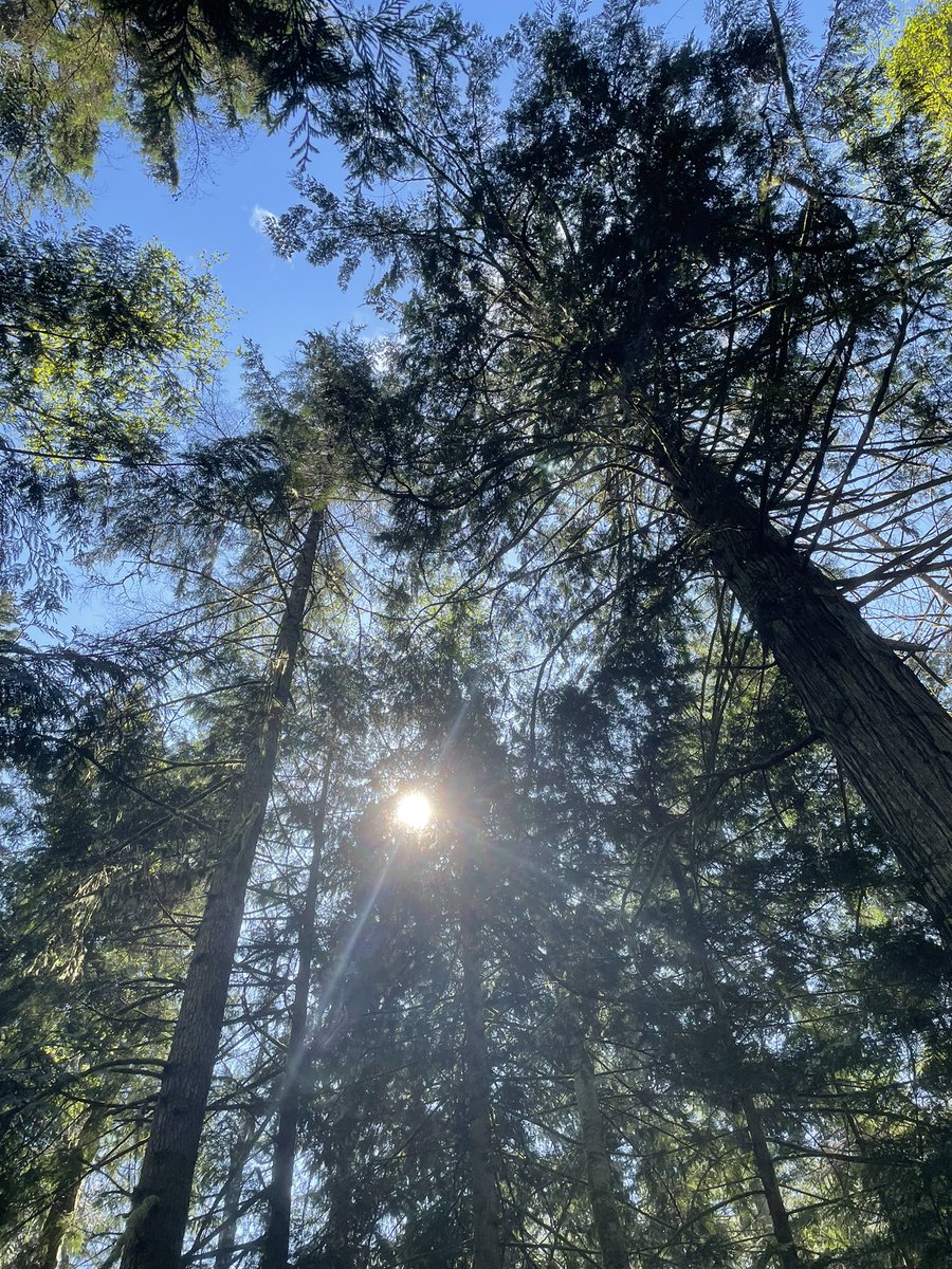 Into the woods, on Easter Monday for inspiration and renewal and to thank Pope Francis for his dedication to peace, justice, humanity and nature, an example to us all.