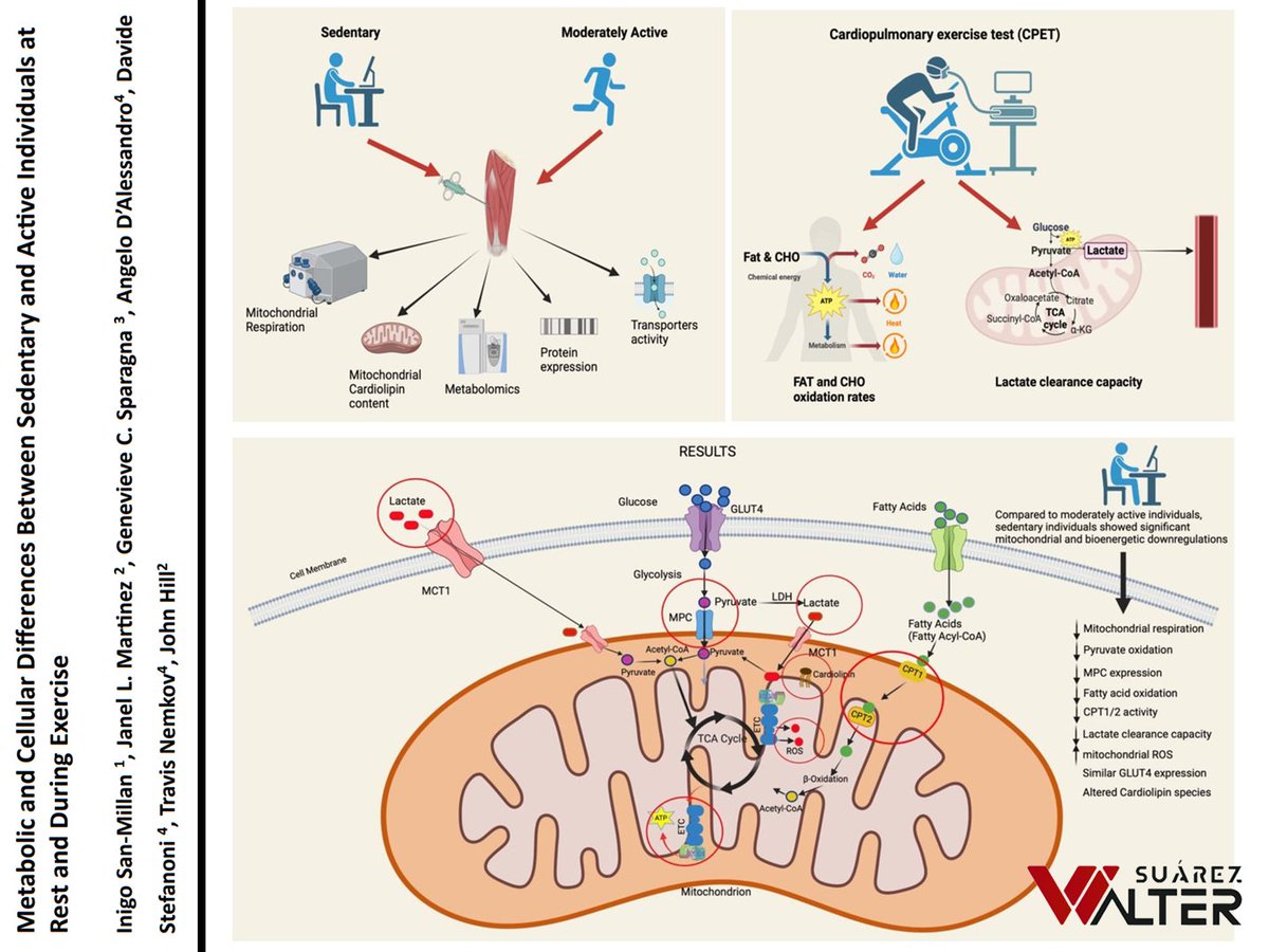 Walter Suárez Carmona tweet media