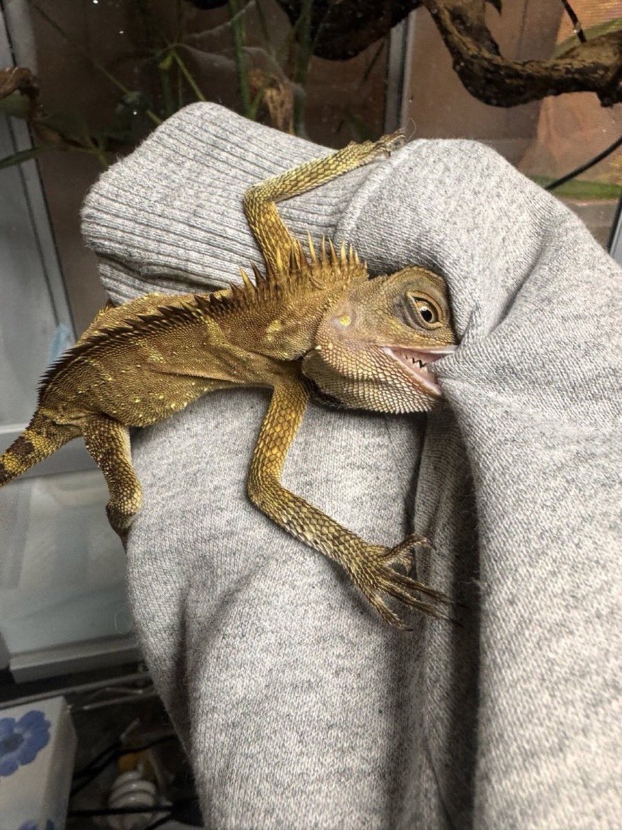 thunderxstorm07's tweet photo. got a lizard https://t.co/CoylaxrDTB