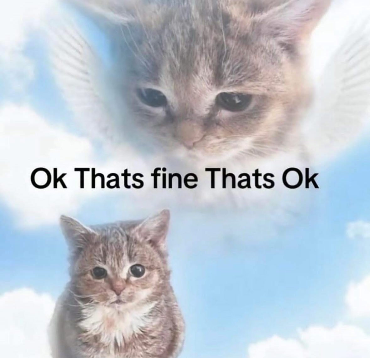 RespectfulMemes's tweet photo. https://t.co/nODhIo11uX