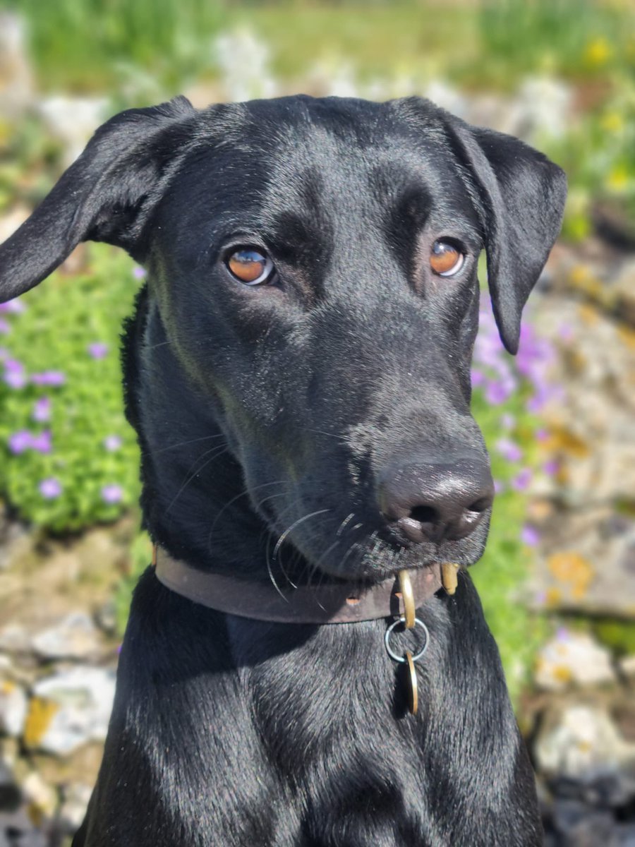 PD Pablo’s hit the ground running; first week out of the Dog School and he’s already assisted officers locating cash in a vehicle that was stopped 🐾

#thenoseknows #dorsetpolice #policedogs #specialistdogs