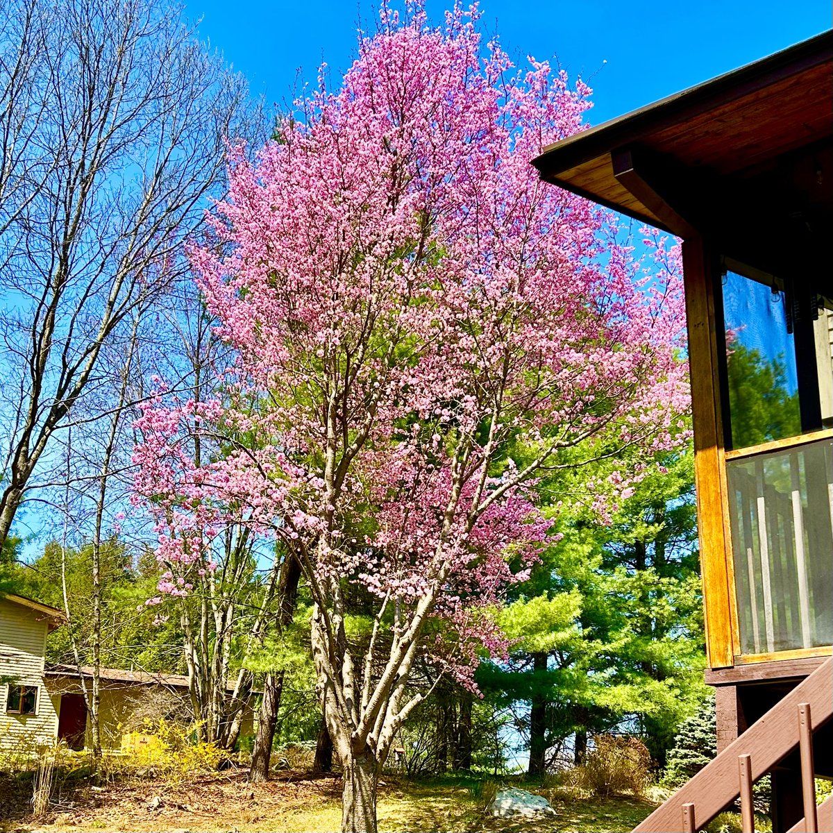 My favorite tree
is beginning to blossom.
Spring is on its way.