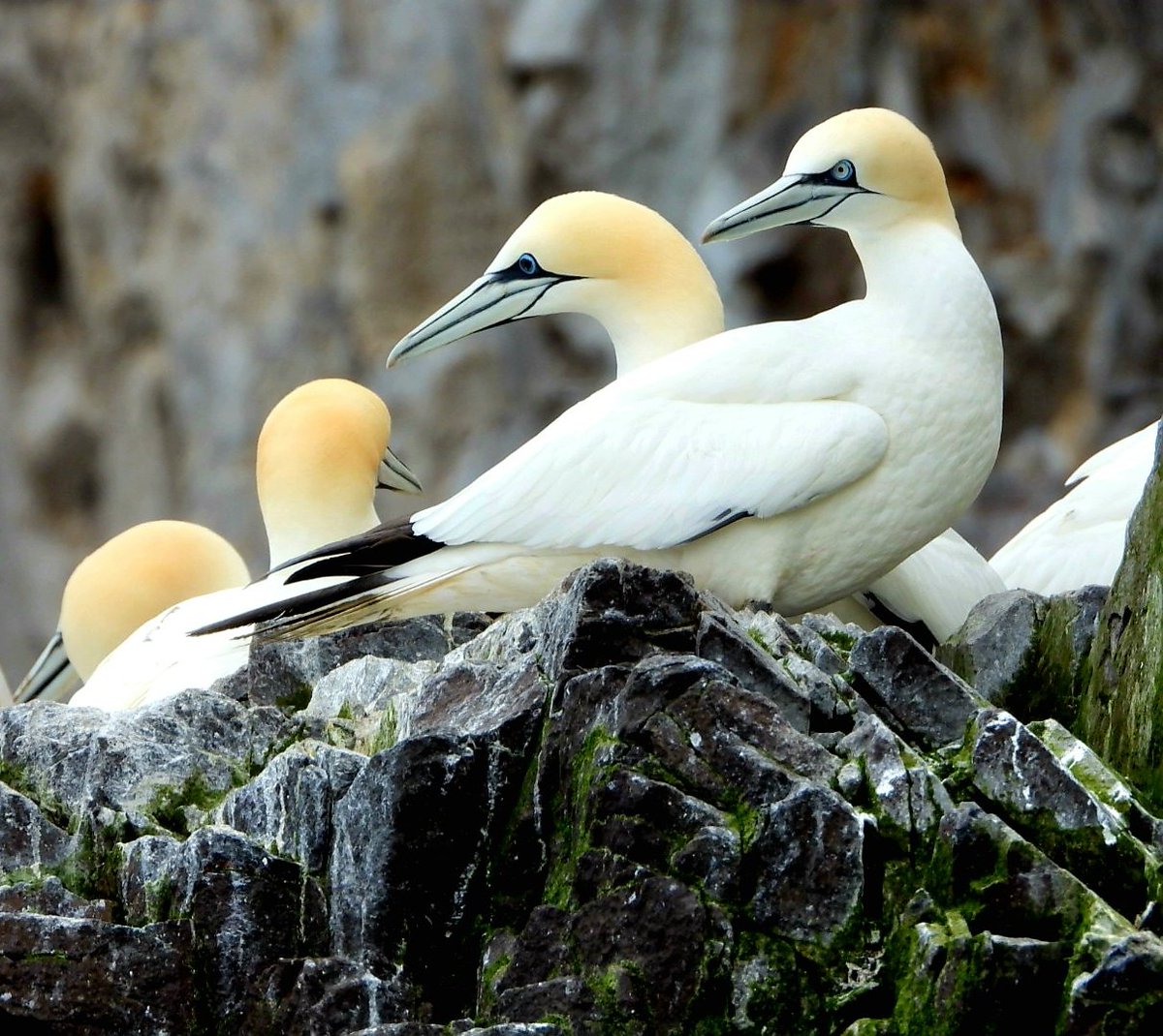 #Bassrock, een rots voor de Schotse kust, vol met prachtige Jan van Genten.  #Janvangent #gannet
