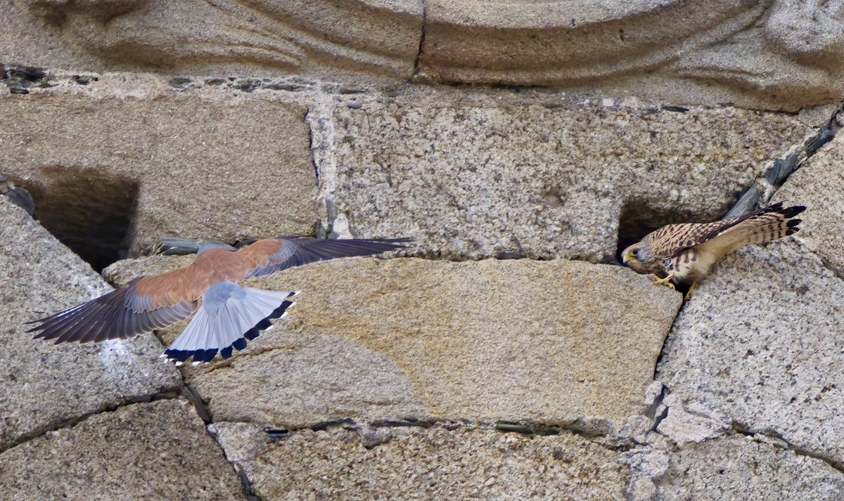 One of the joys in travelling through Extremadura in the spring is watching Lesser Kestrel display in the early evening sun.  This colony on the church in the centre of the lovely Garrovillas de Alconetar
