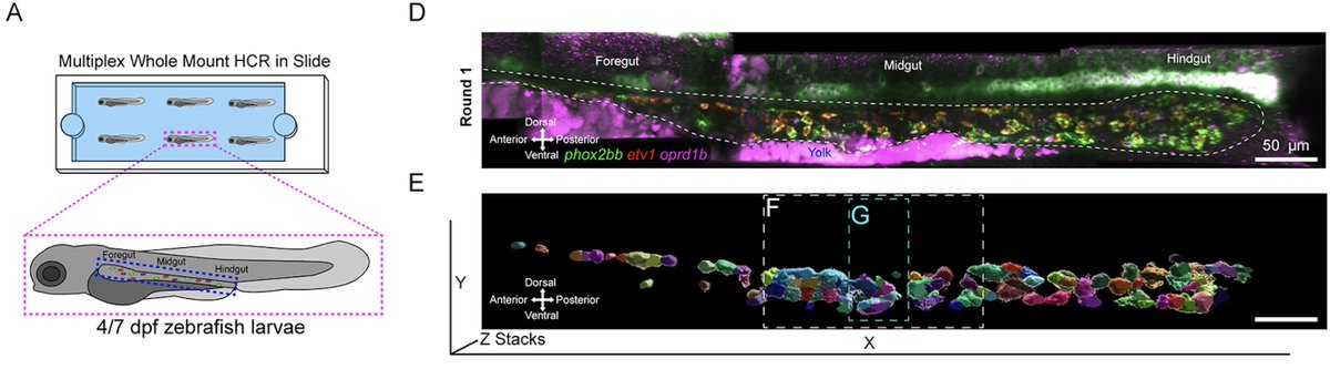 Rosa Uribe, PhD (@uribelabrice) on Twitter photo What are the 3D spatial molecular patterns of differentiating enteric nervous system (ENS) in vivo? Are there co-expression networks? Are there spatially variable genes? In our preprint biorxiv.org/content/10.110… <a href="/RodrigoMoreC/">Rodrigo Moreno Campos</a> et al explored 1/4 What are the 3D spatial molecular patterns of differentiating enteric nervous system (ENS) in vivo? Are there co-expression networks? Are there spatially variable genes? In our preprint biorxiv.org/content/10.110… <a href="/RodrigoMoreC/">Rodrigo Moreno Campos</a> et al explored 1/4