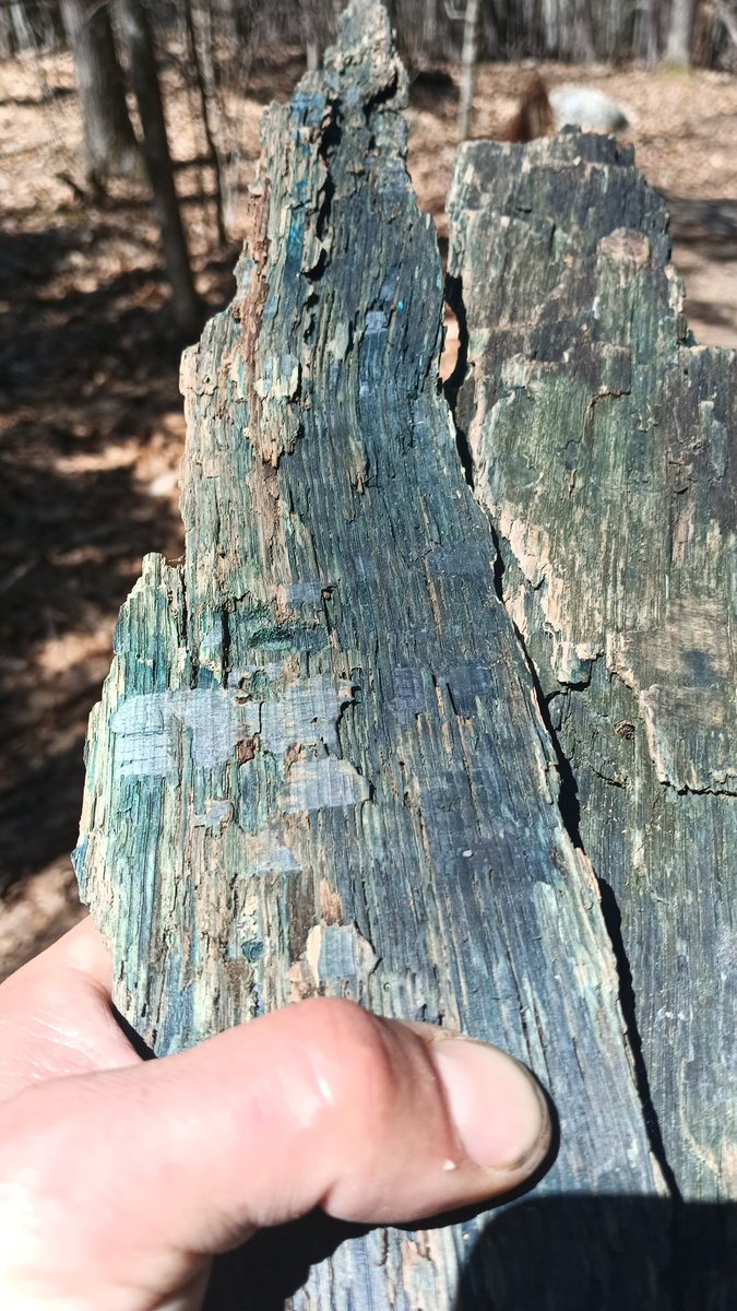 Vine Maplewood is infected with mycelium that turns the wood an incredible sheen of iridescent hue