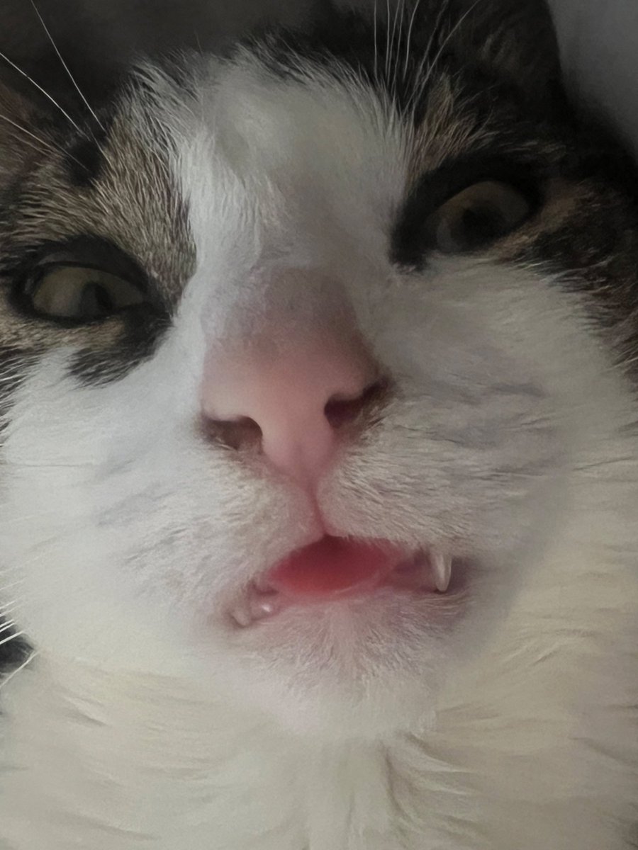 <a href="/TheCrustyCash/">cash!!! 🤍oreo🤍</a> <a href="/frittythekitty/">Fritz</a> I’m going 2 shet my bunt in honor of frit🤍