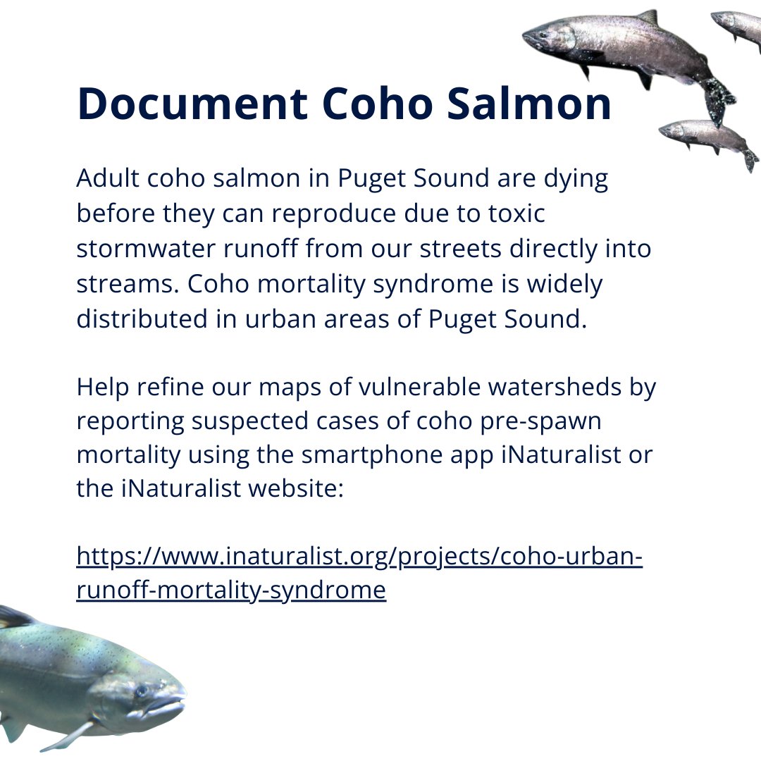 Interested in helping coho salmon in Puget Sound for #EarthMonth? Learn more about this community science effort: inaturalist.org/projects/coho-…
