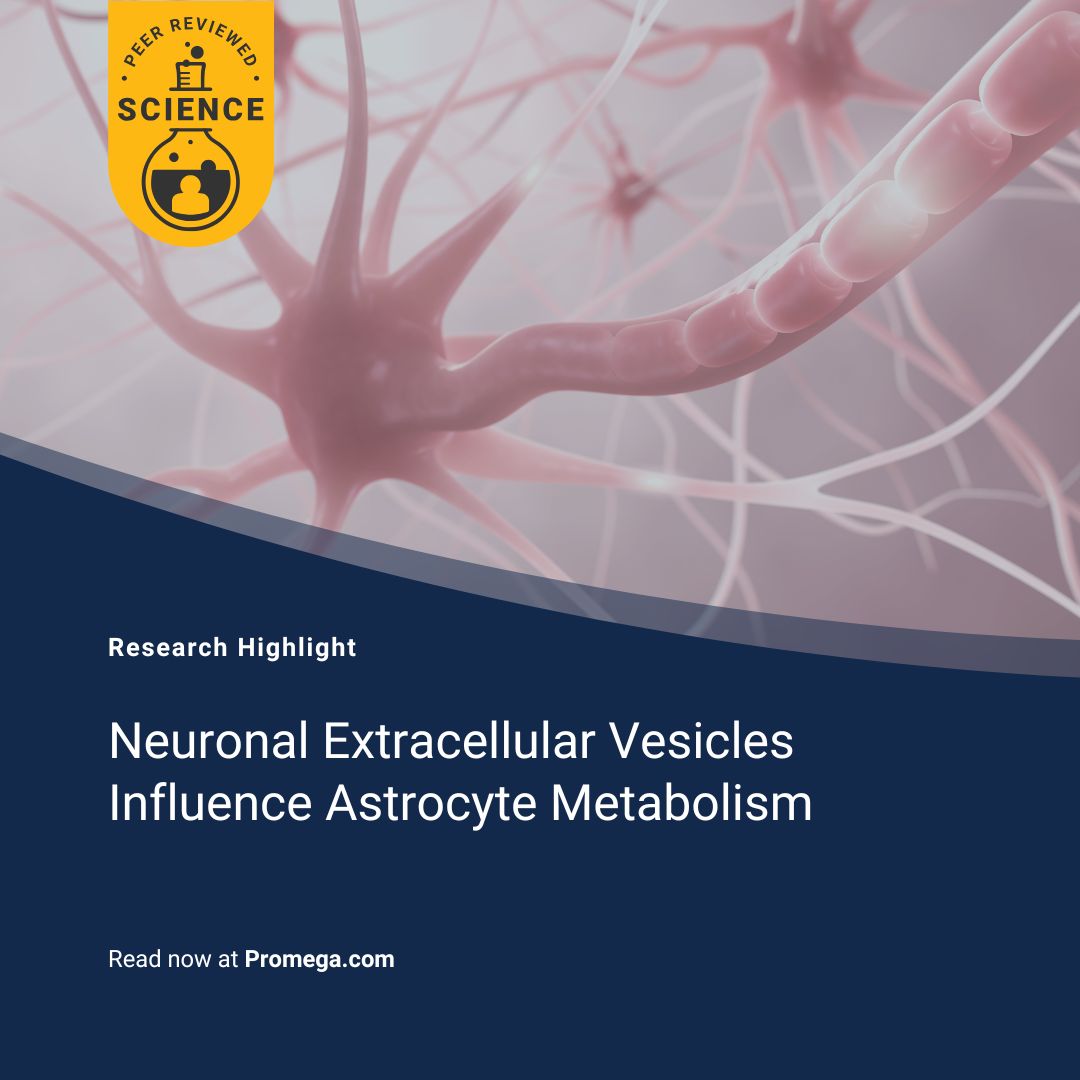Neurons shape astrocyte metabolism! 🧠✨ NEVs push astrocytes toward glycolysis, increasing lactate—key for neuronal support. Using the Lactate-Glo™ Assay, researchers measured this shift with precision. Read more: bit.ly/4iwC9TT  #PeerReviewedScience