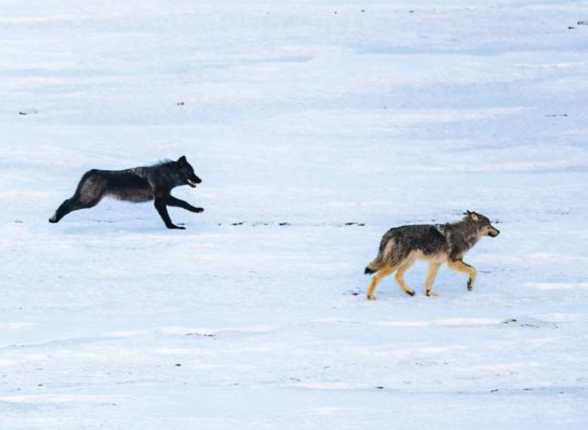 SmartwolfCO's tweet photo. Time matters. If you had 15 inches of rain spread over a year you'd have a healthy landscape. 15 inches in a weekend is a catastrophic flood.  We need to end the flood and slow the spread of wolves across the state. Support Initiative 13!

https://t.co/vcuX9LaMdi https://t.co/J5RsD7SxUG