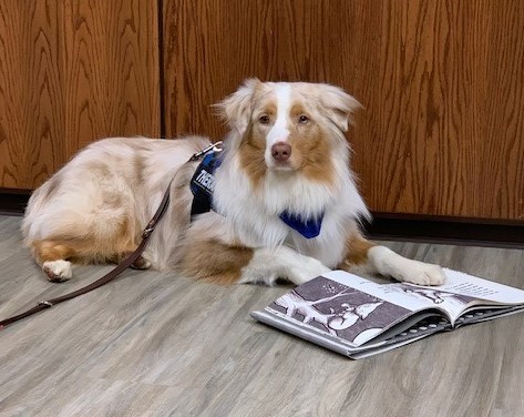Looking for a friendly, cuddly, and attentive listener? Join us for Tales for Tails where children in grades K-5 read out loud to trained therapy dogs. Register now for our event on Thursday at 6:00!
timetosignup.com/simpsonevents/…