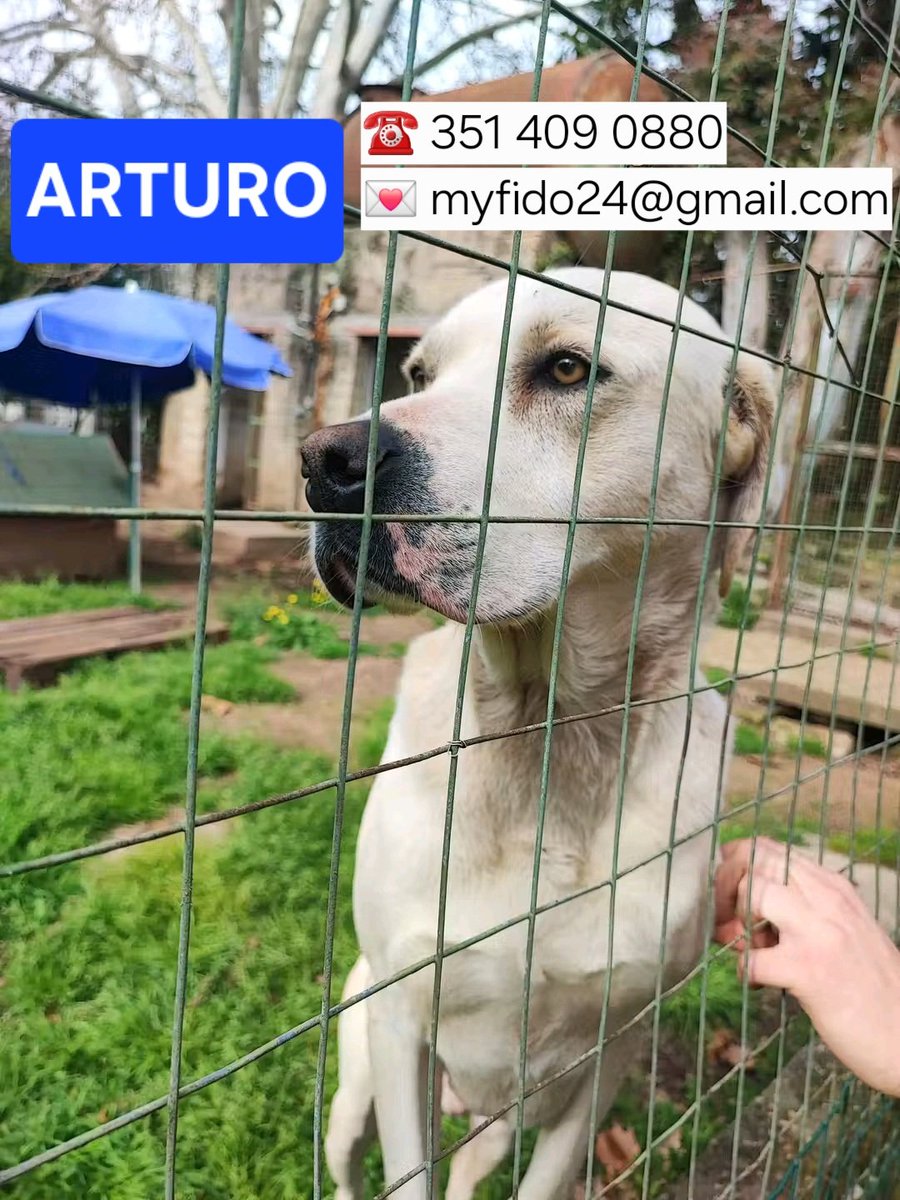 volaurentina's tweet image. ARTURO ha circa 5 anni, un passato fatto di maltrattamenti e di detenzione a catena, per questo la sua anima è ferita. Impressionabile e diffidente, al momento è così, ma un pò alla volta migliorerà.
Per lui cerchiamo un'adozione consapevole, amorevole e soprattutto paziente.
